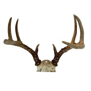 Wild 8 Point Whitetail Deer Antlers Rack Skull Plate Mount Man Cave Decor